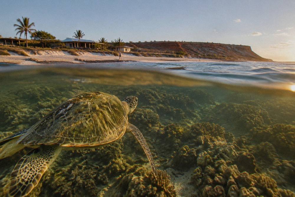 A green sea turtle swimming over a shallow coral garden in clear water
