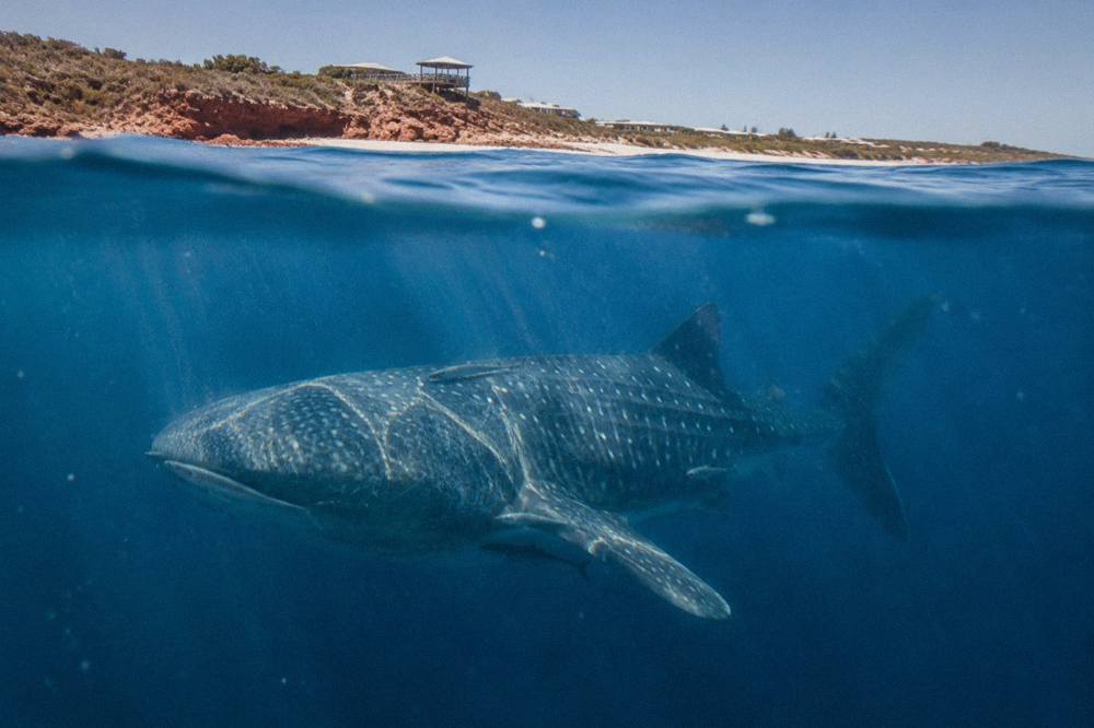 A whale shark swimming just below the surface in clear blue open ocean