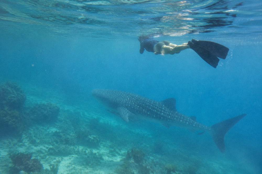 A snorkeller floating in clear water above a whale shark at Ningaloo Reef