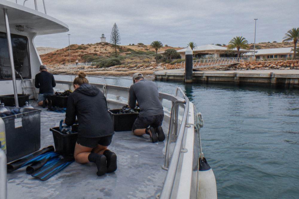 A whale shark tour boat moored near the Ningaloo Reef with guests preparing snorkel gear