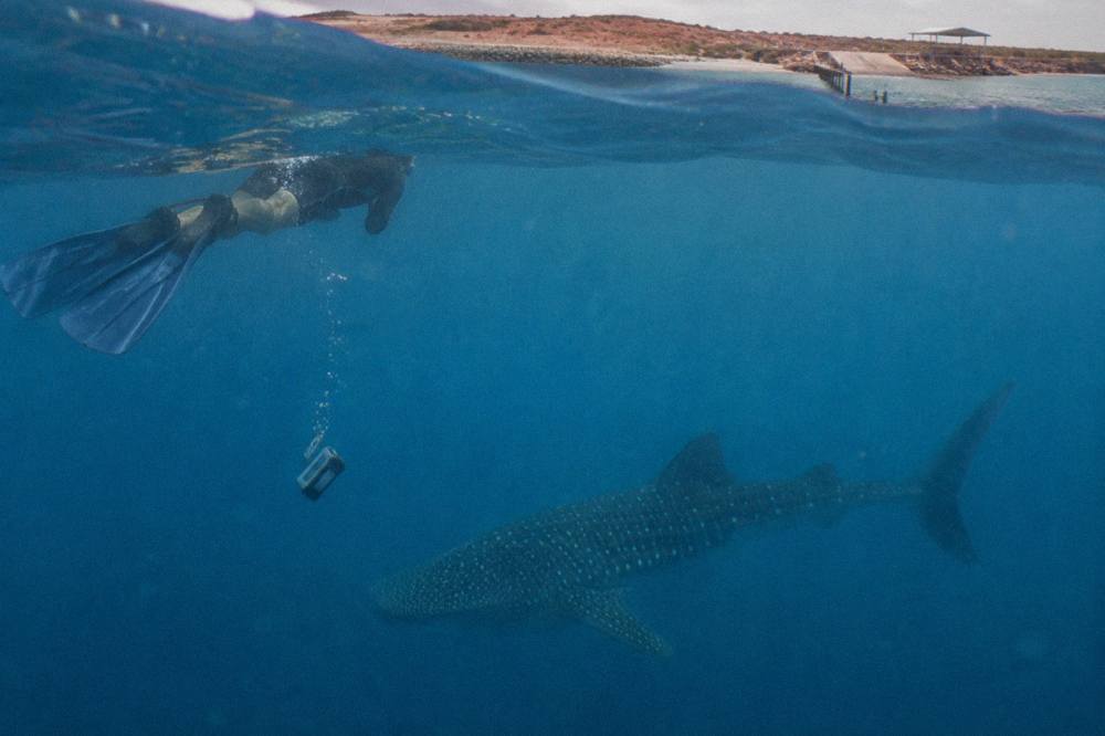 A snorkeller viewing a whale shark from a distance in open blue water