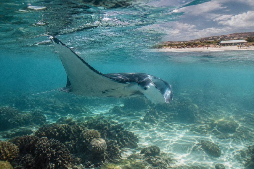 A manta ray gliding over a shallow coral reef in clear water