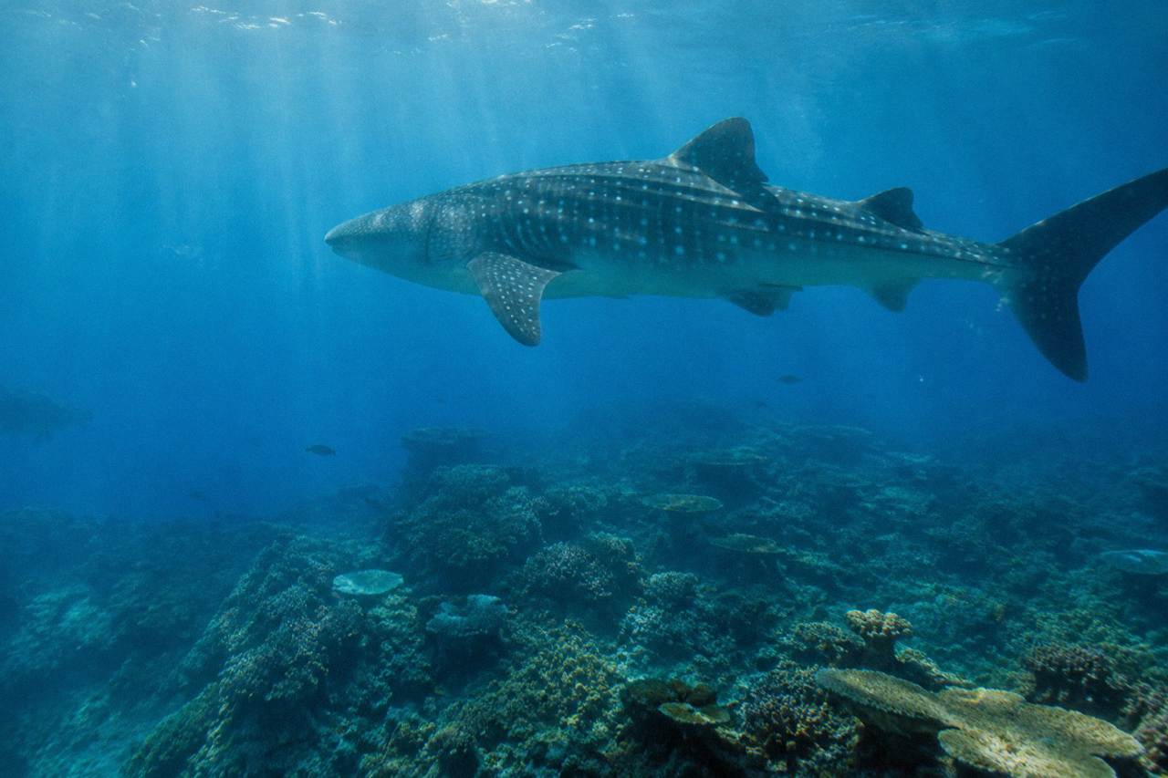 A whale shark swimming through clear blue water above a coral reef