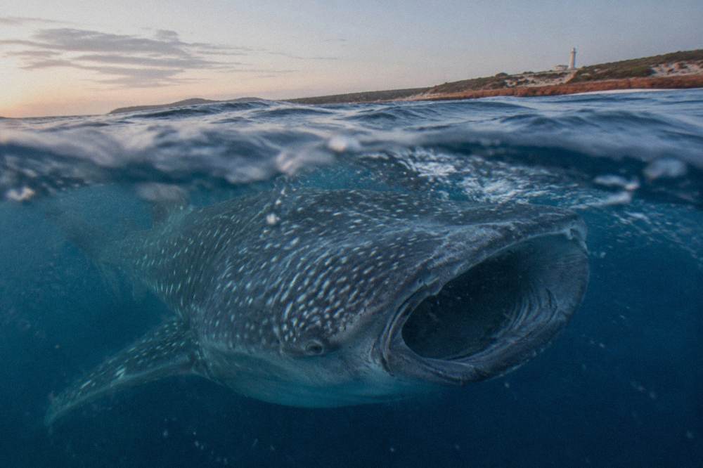 A whale shark swimming near the surface in deep blue open ocean