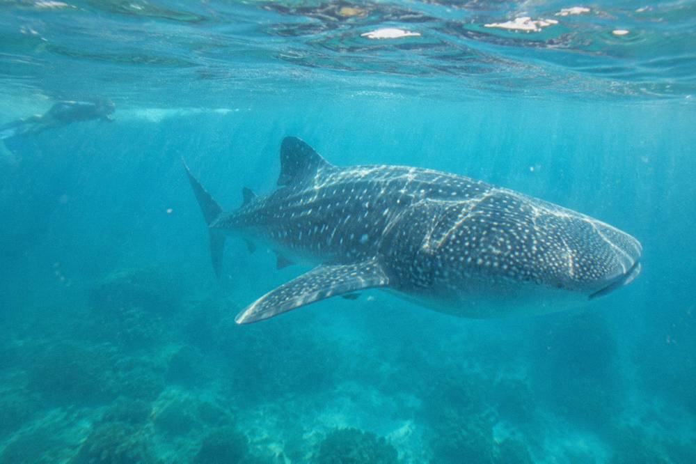 A whale shark swimming near the surface with sunlight filtering through the water
