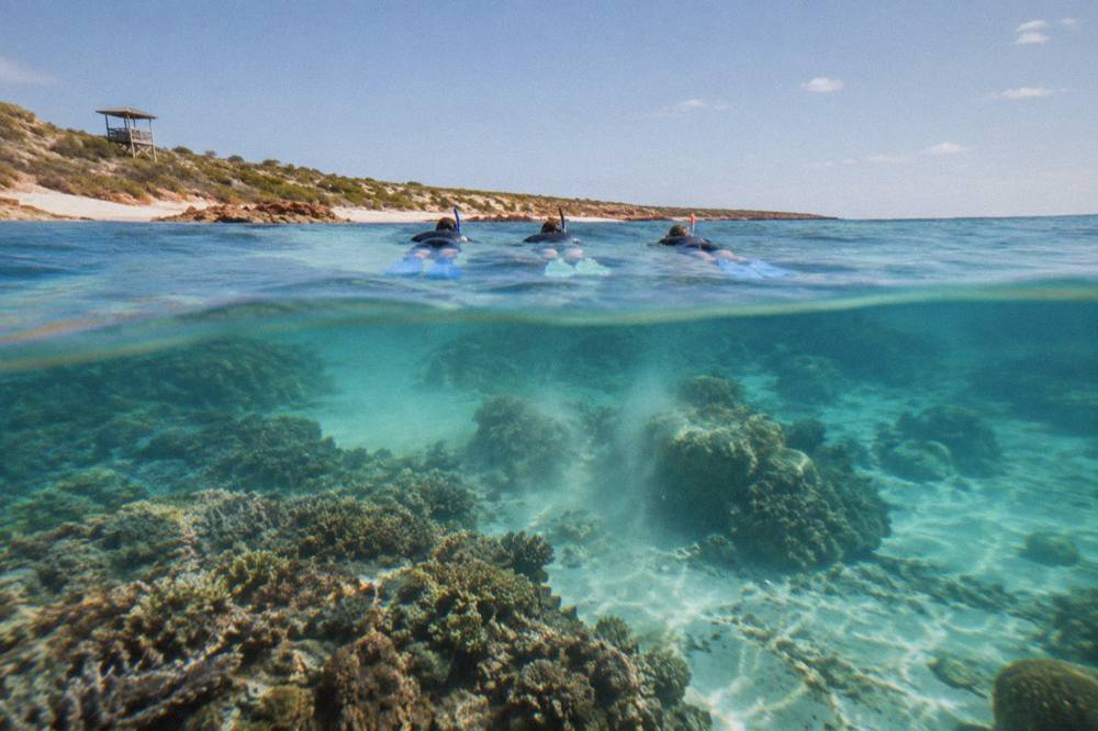 Snorkellers floating on the surface above a coral reef in clear shallow water