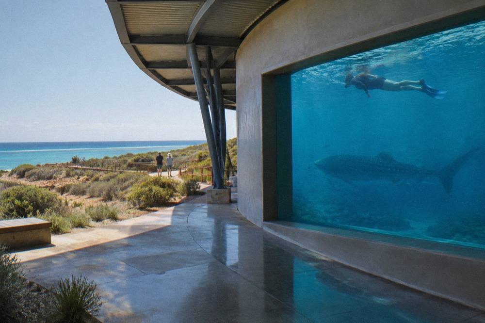 A snorkeller floating in clear blue water above the shadow of a whale shark