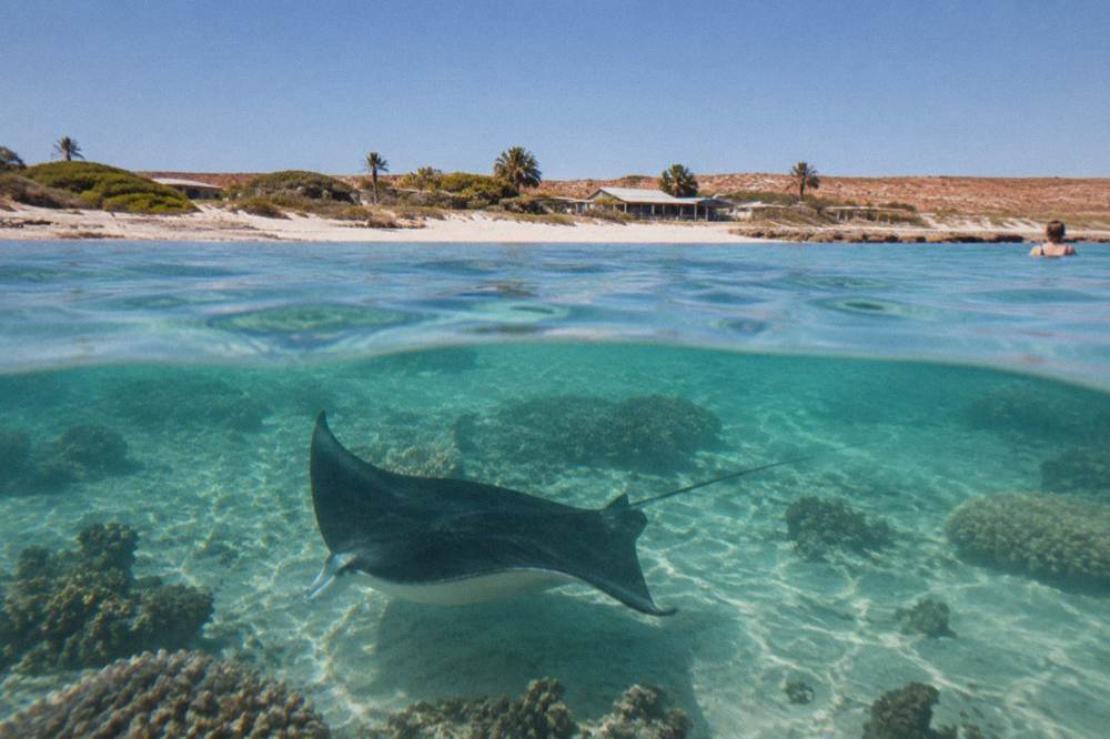 A manta ray gliding over a shallow coral garden in clear water at Coral Bay