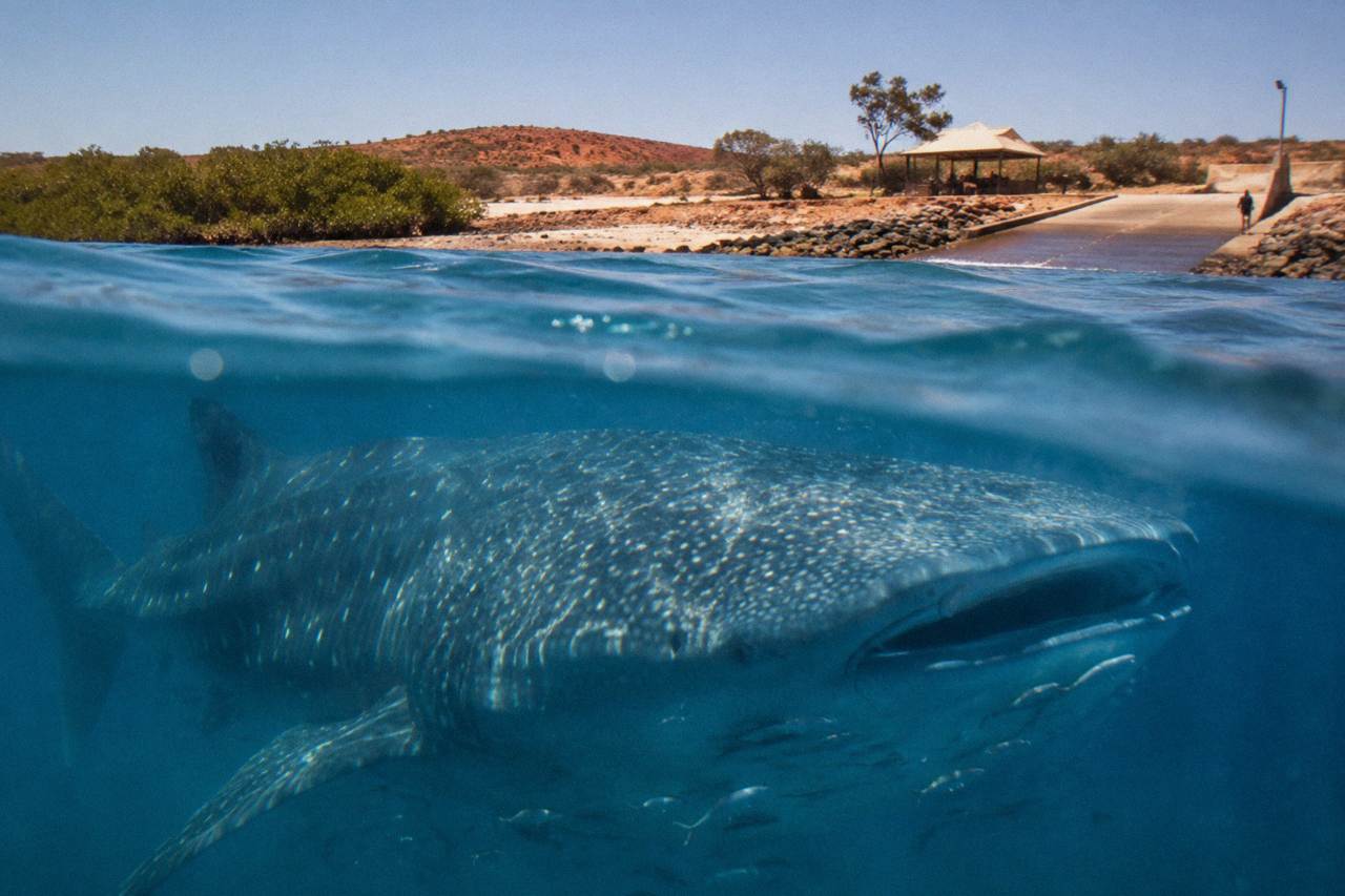 A whale shark swimming near the surface over clear blue reef water