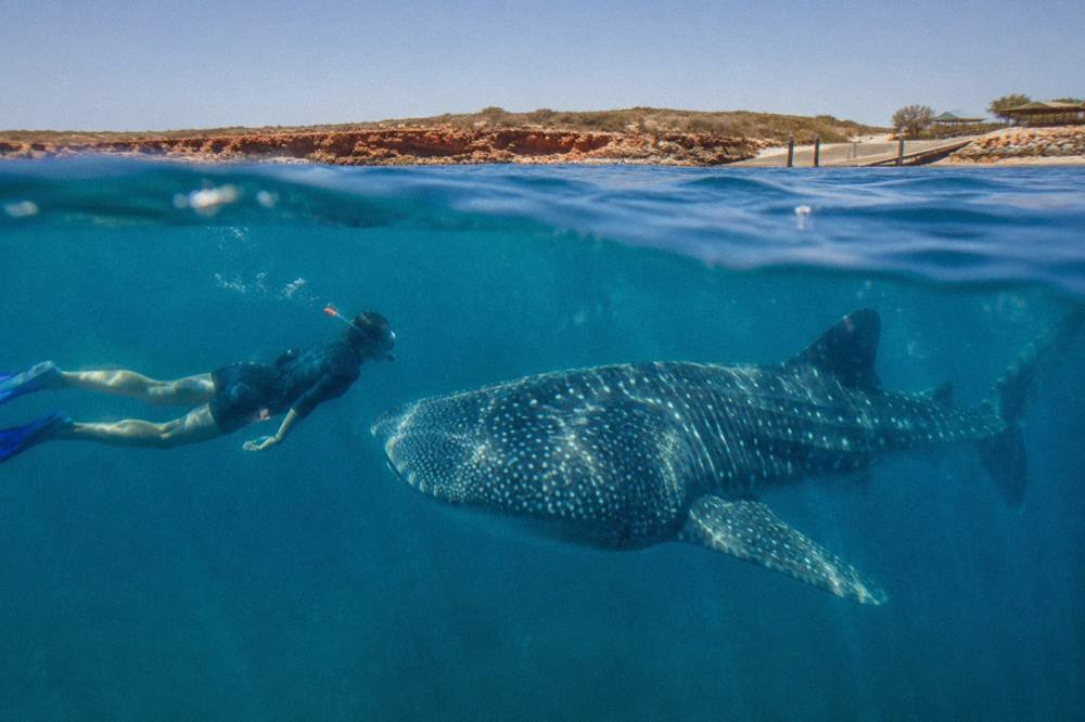 A snorkeller swimming in calm water beside a whale shark at Ningaloo Reef