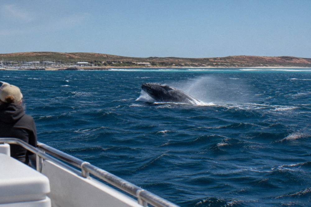 A humpback whale surfacing in open water outside Ningaloo Reef