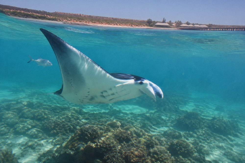 A manta ray gliding over coral in the clear shallow water of Ningaloo Reef