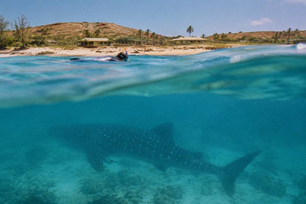 A snorkeller at the surface above a whale shark in clear blue water