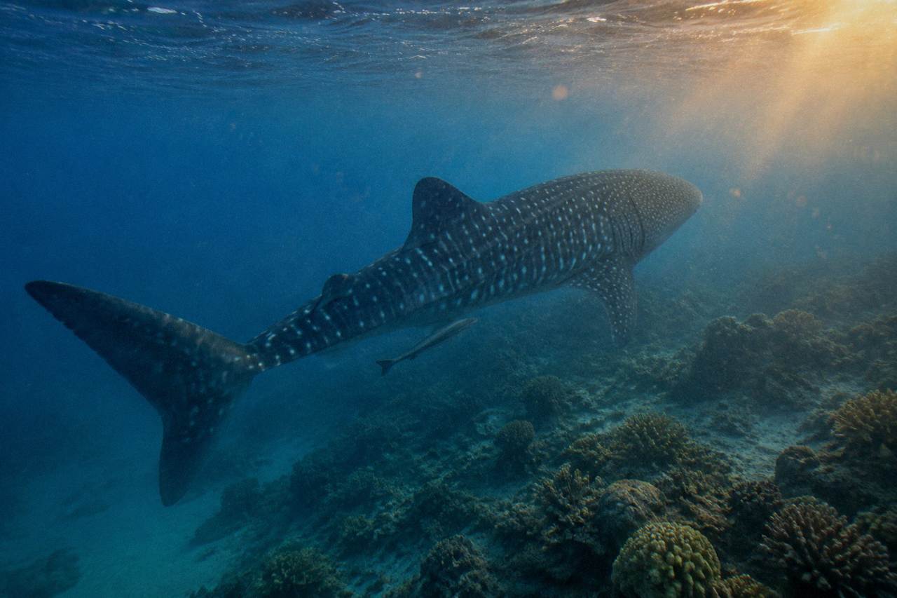 A whale shark swimming near the surface above coral reef at Ningaloo
