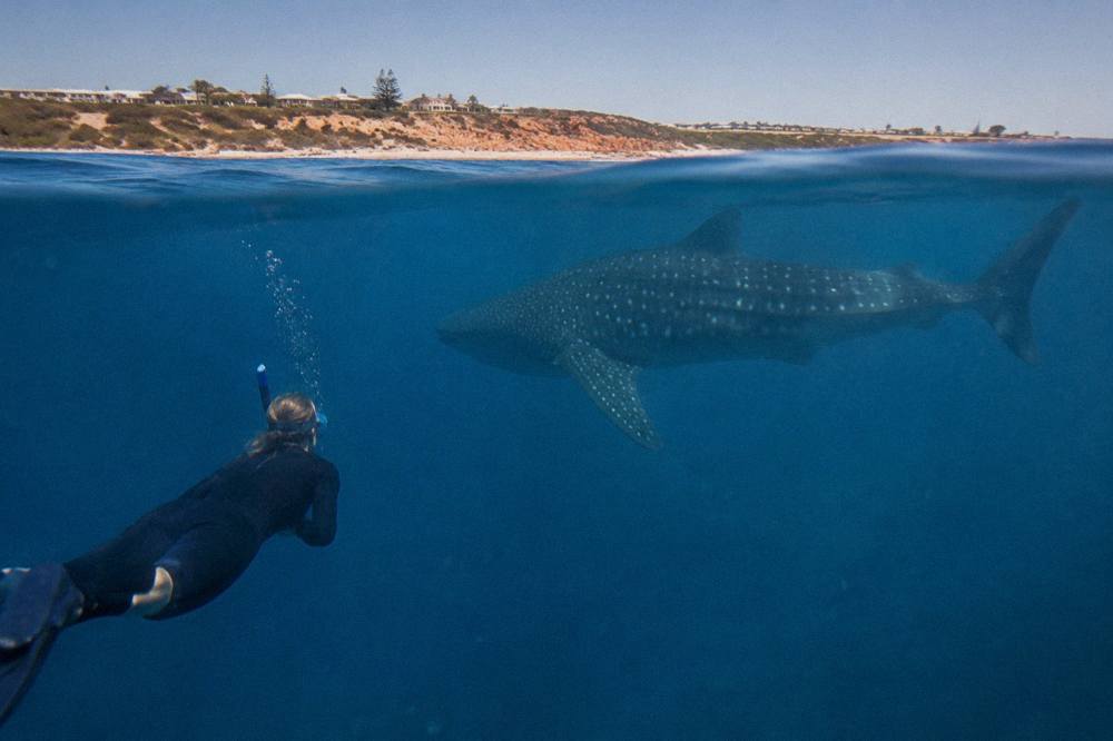 A snorkeller floating in clear blue water a few metres from a passing whale shark