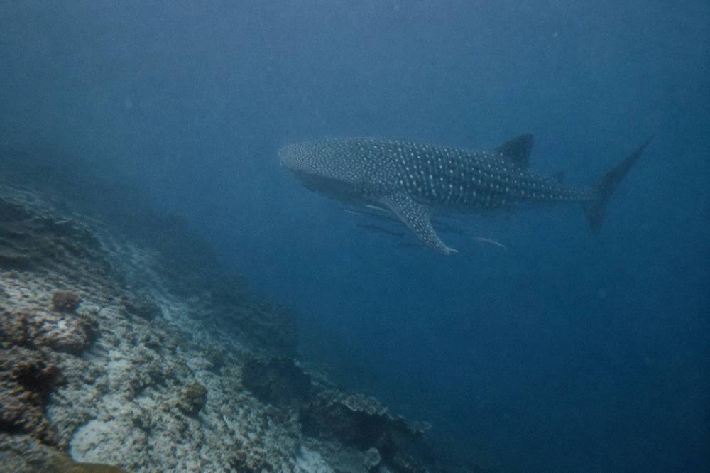 A whale shark gliding through sunlit open ocean water beyond the Ningaloo Reef edge