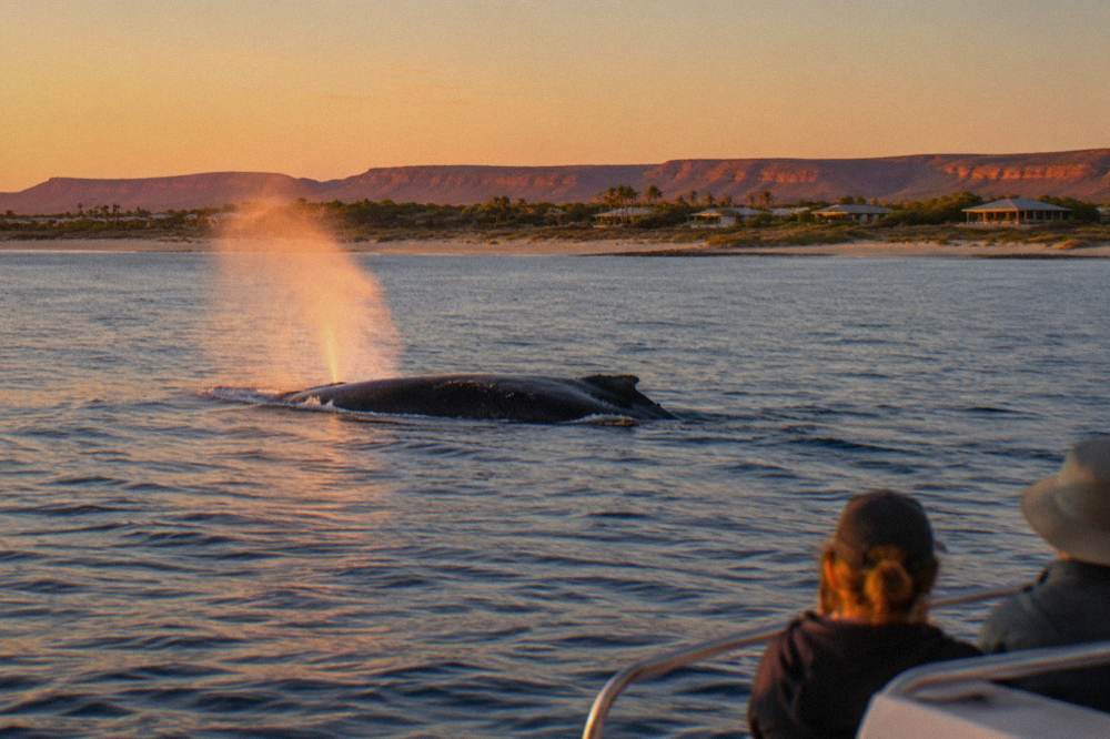 A humpback whale surfacing in calm water near the Ningaloo coast at golden hour