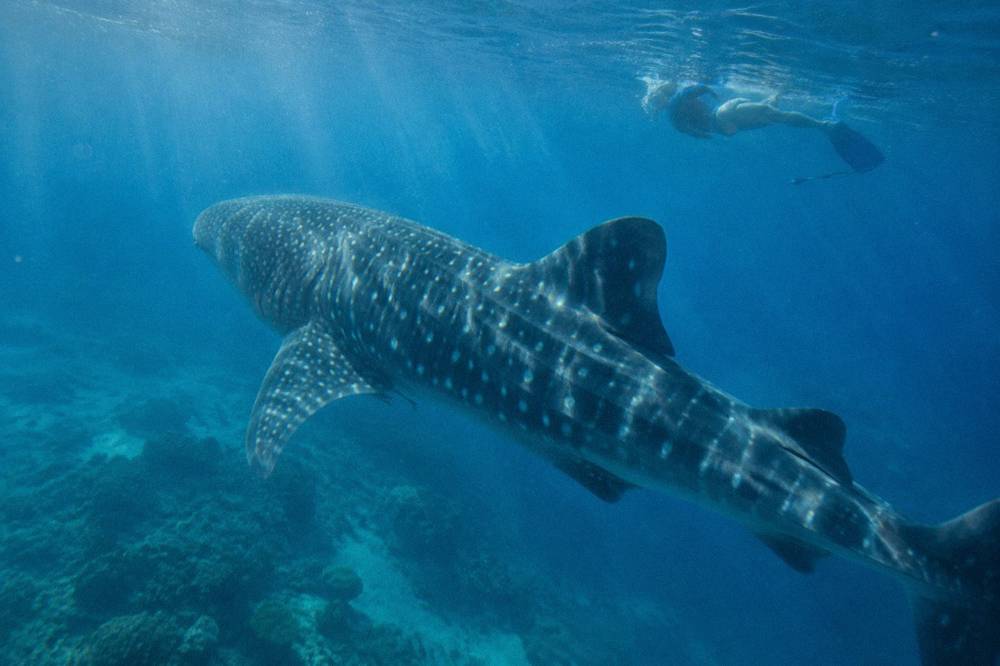 A whale shark and snorkeller in blue water at Ningaloo Reef