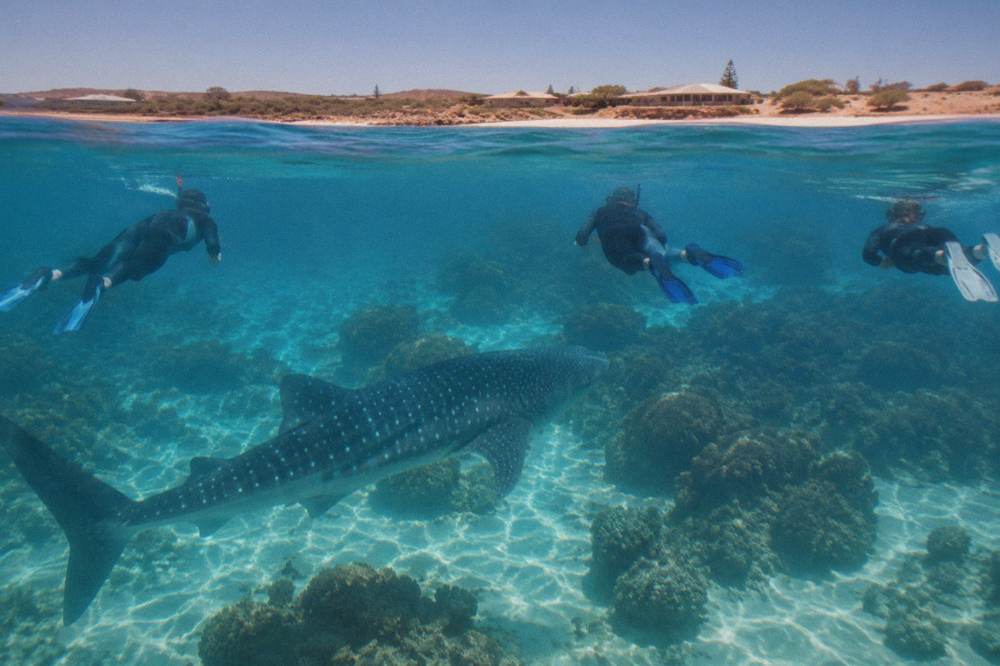 Snorkellers in the water near a whale shark at Ningaloo Reef