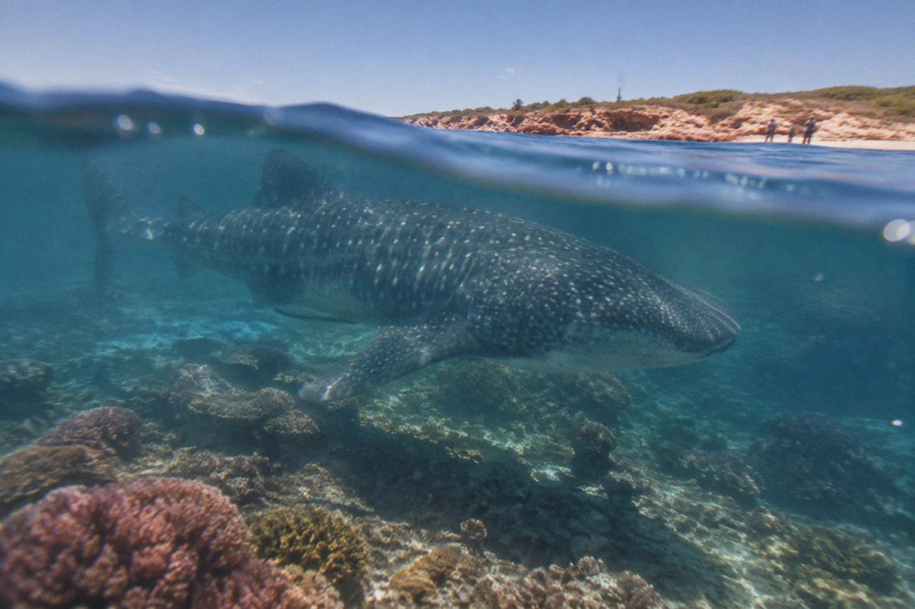 A whale shark swimming near the surface above coral reef at Ningaloo