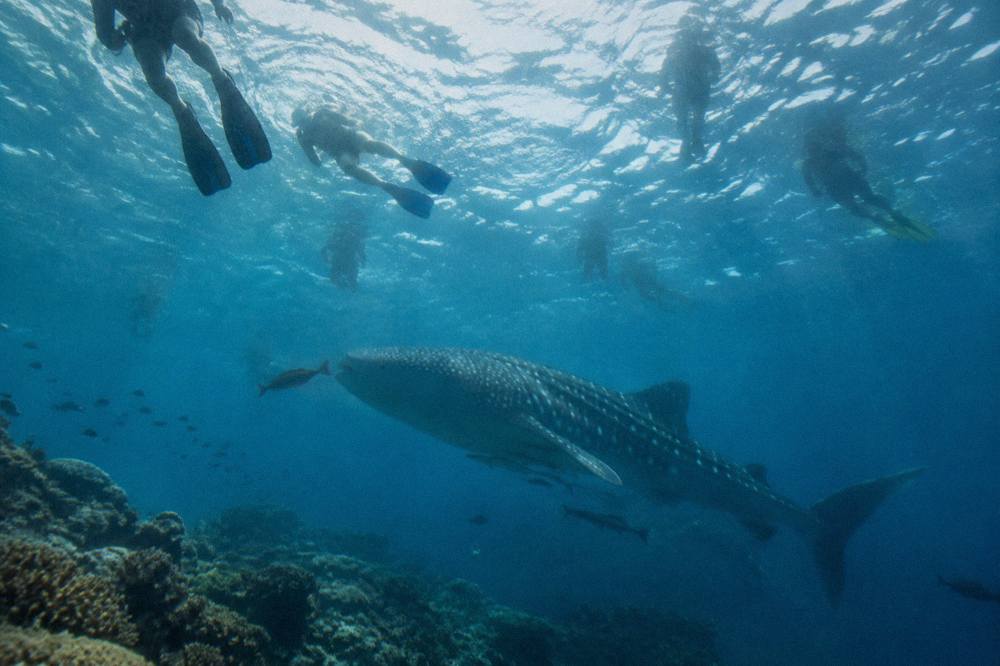 Snorkellers floating on the surface above a whale shark in clear water at Ningaloo