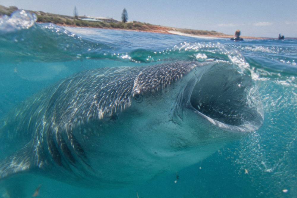 The wide open mouth of a whale shark feeding near the surface at Ningaloo