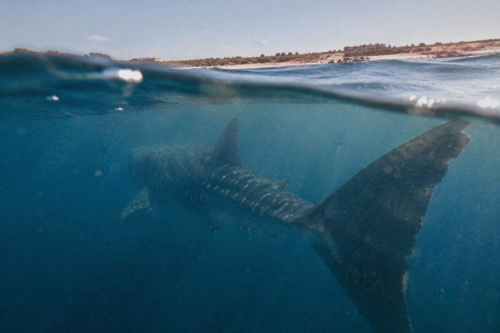 A whale shark's large tail fin moving through blue water at Ningaloo