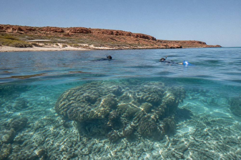 Snorkellers floating in calm water beside a coral bommie at Ningaloo Reef