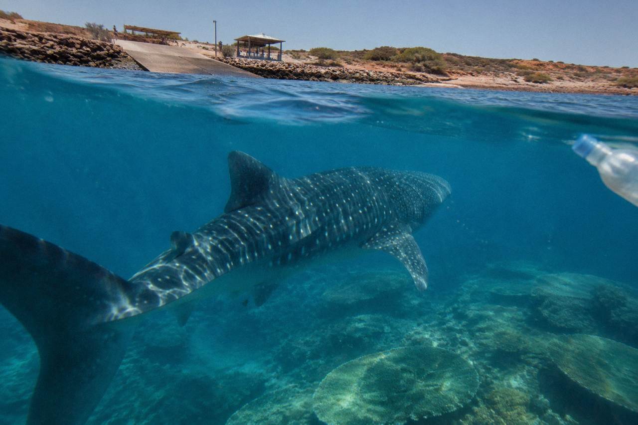 A whale shark swimming through clear blue water above a coral reef at Ningaloo