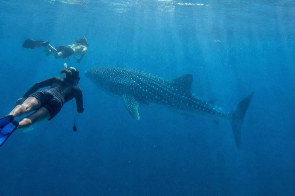 Snorkellers in the water beside a whale shark in open ocean off the Ningaloo Reef