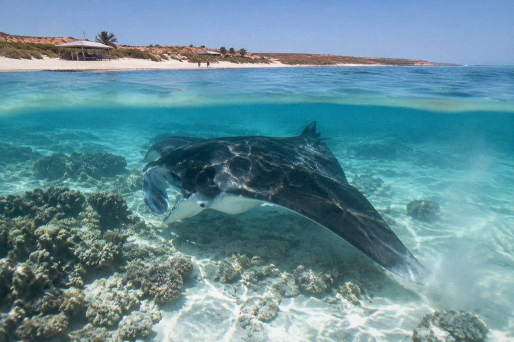 A manta ray gliding over pale coral in clear shallow water near Coral Bay