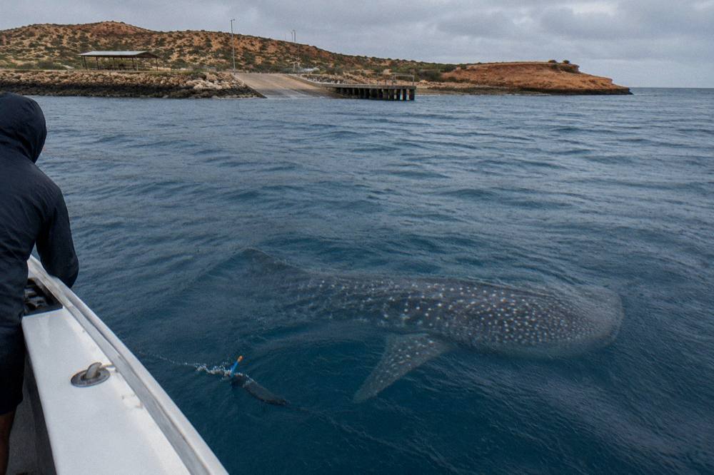 A whale shark swimming near the surface over deep blue open water at Ningaloo