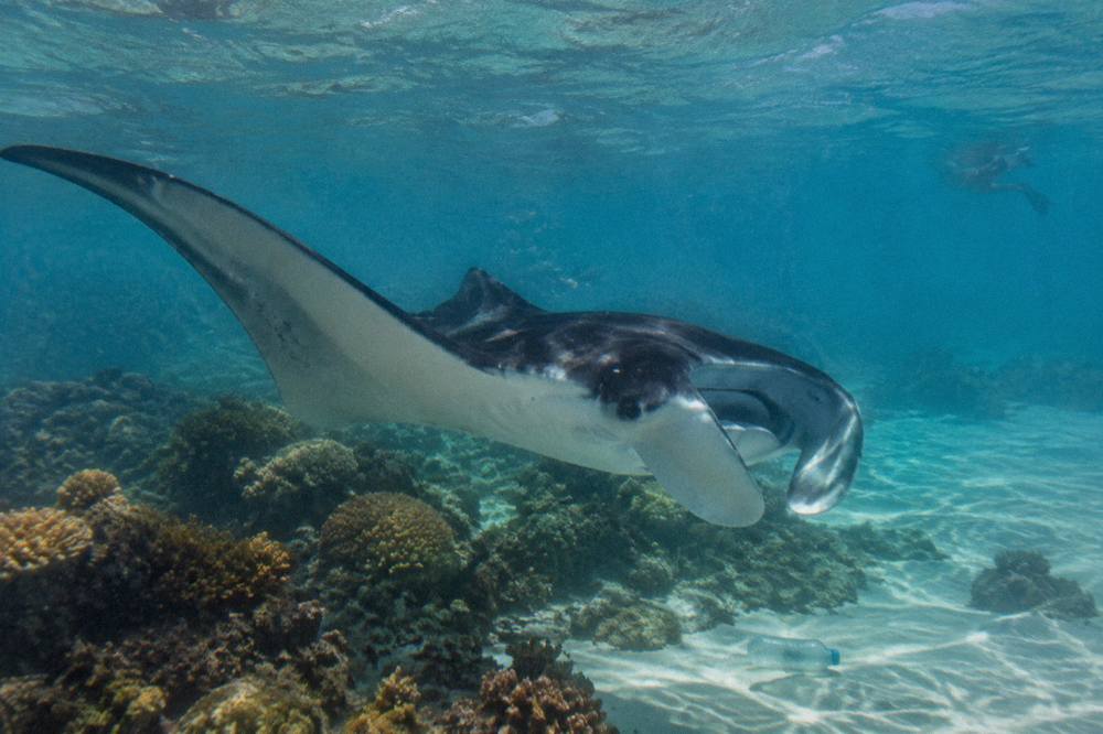 Manta ray gliding over a shallow coral reef in clear water