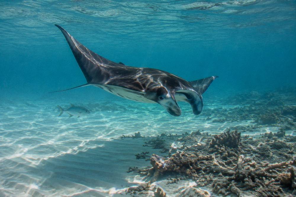 Manta ray swimming close to the sandy seabed in sunlit water