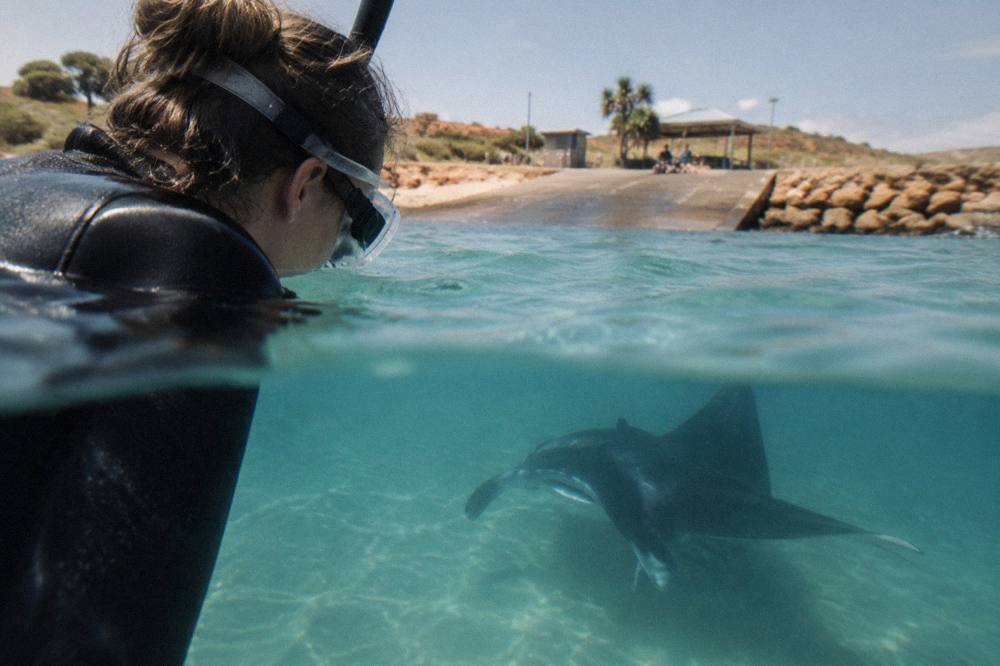 Snorkeller viewing a manta ray from above in clear reef water