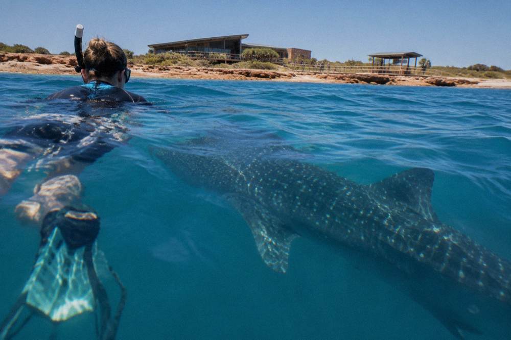 A snorkeller at the surface beside the dark silhouette of a whale shark in blue water