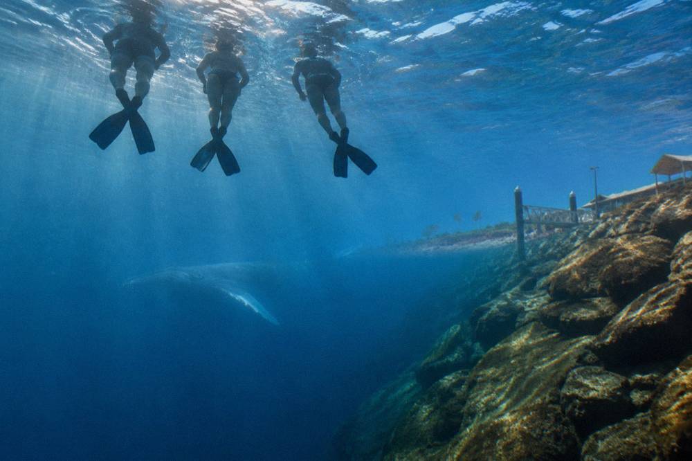 Snorkellers floating on the surface looking down into deep open ocean