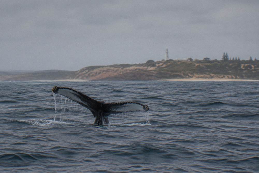 A humpback whale raising its tail fluke above the ocean surface
