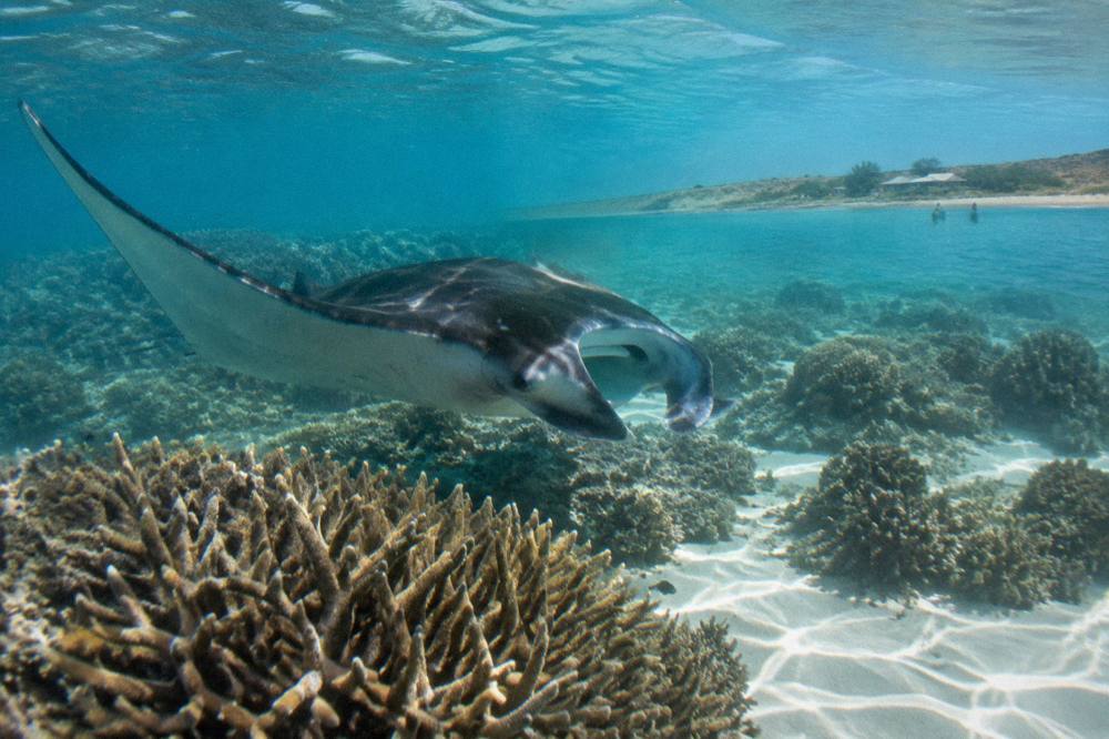 A manta ray gliding over a shallow coral reef in clear water