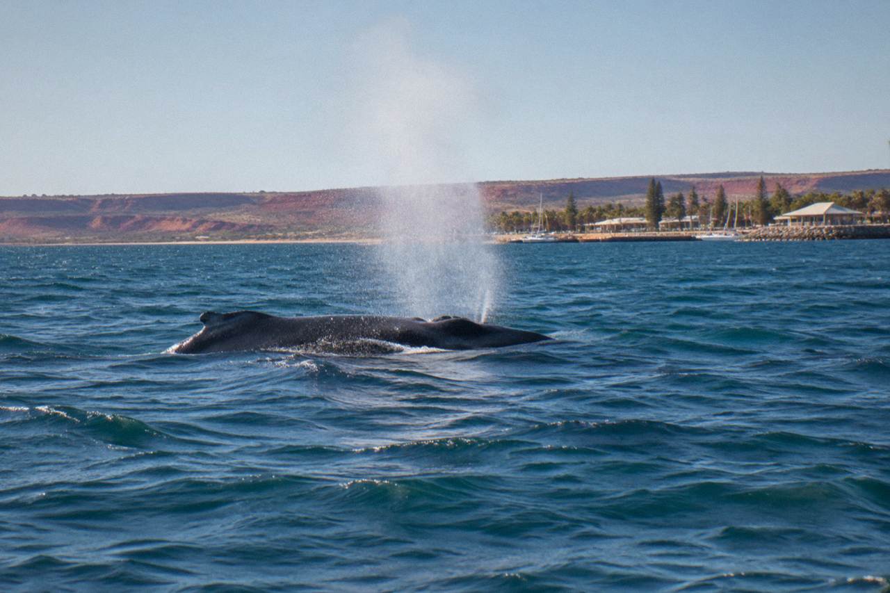 A humpback whale surfacing in clear blue water off the Ningaloo coast