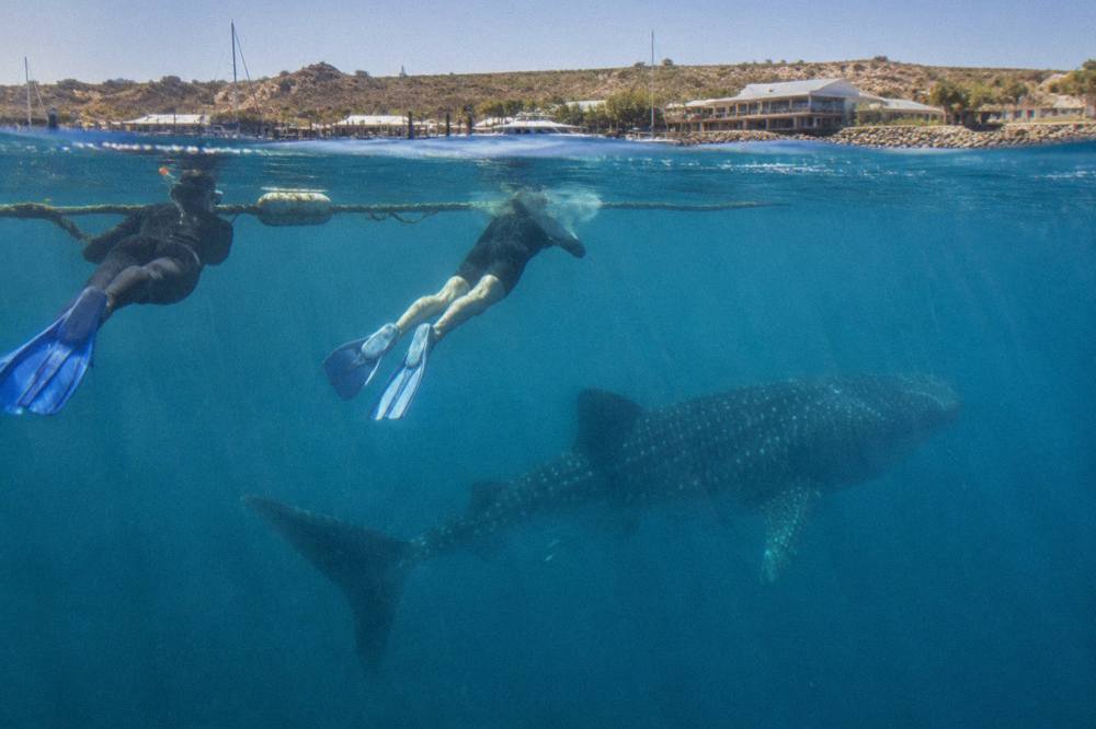 Snorkellers floating on the surface beside a whale shark in clear blue water
