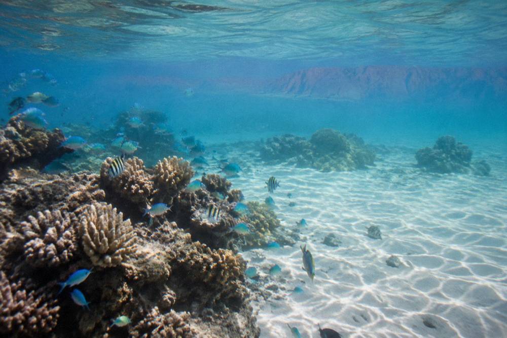 Coral formations and fish on Ningaloo Reef seen from just below the surface