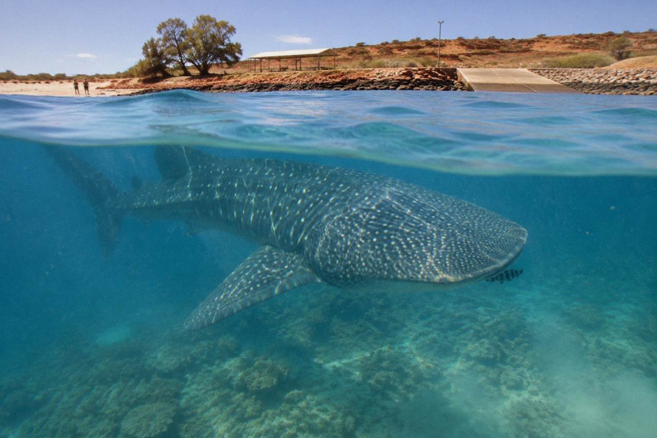 A whale shark swimming near the surface above coral reef at Ningaloo