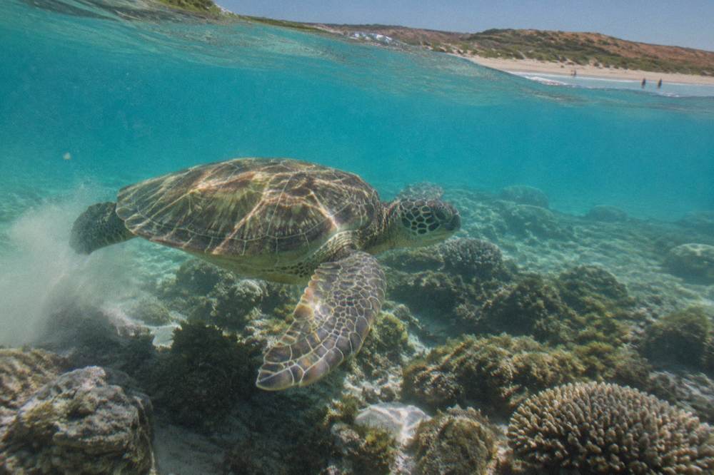 A green sea turtle swimming over coral in clear shallow water