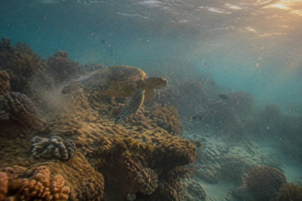 Green sea turtle swimming over coral reef in sunlit water