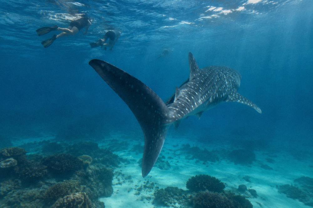 Underwater view of a whale shark swimming past sunlit clear water