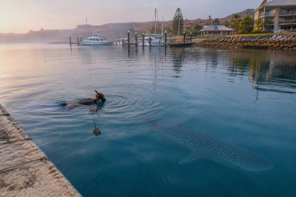 Snorkeller at the surface watching a whale shark pass in clear water