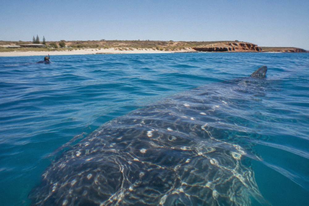 Whale shark close to the surface with sunlight patterns on its spotted back