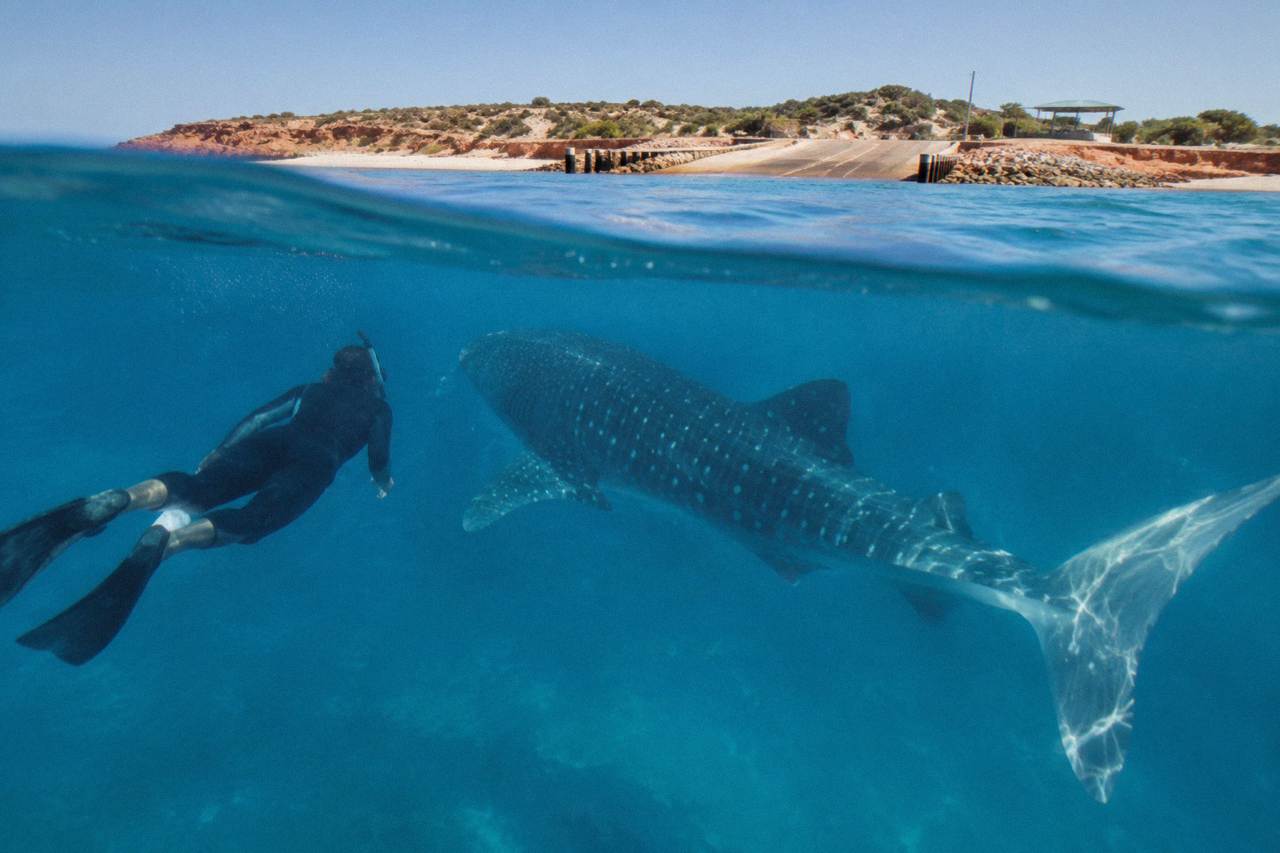 Snorkeller in the water beside a whale shark over clear reef water