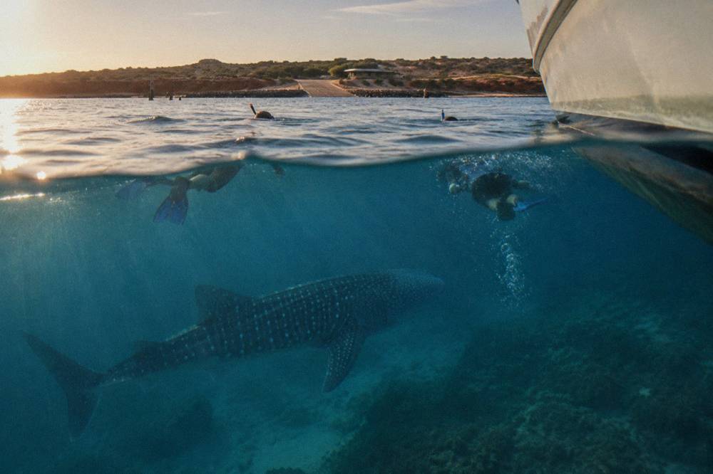 Snorkellers in the water beside a whale shark in deep blue Ningaloo water